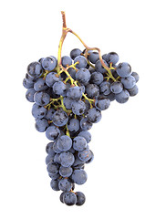 Image showing Pinot Noir Grapes