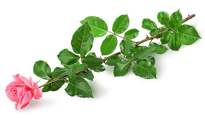 Image showing Pink rose flower lying