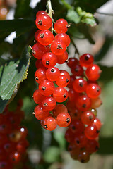 Image showing Red currant close up