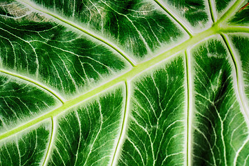 Image showing green leaf background