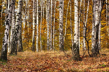 Image showing color autumn forest