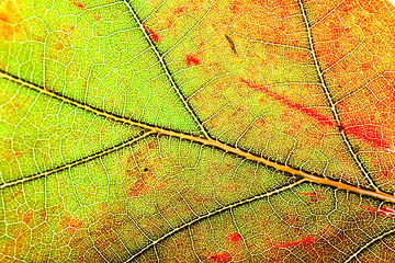 Image showing leaf autumn background