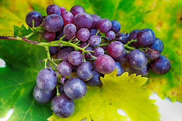 Image showing fresh red grapes