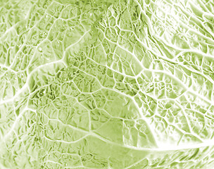 Image showing Green cabbage vegetable