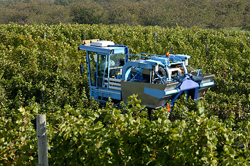 Image showing Mechanical Grape Harvest