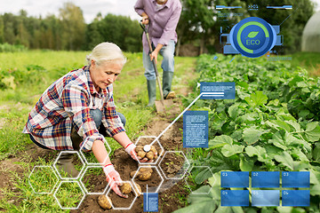 Image showing senior couple planting potatoes at garden or farm