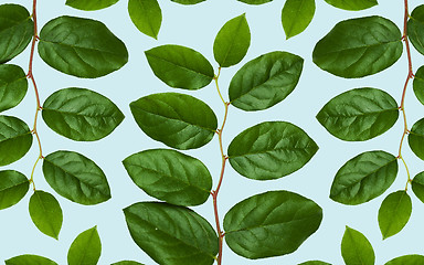 Image showing green leaves on blue background