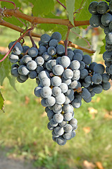 Image showing Winery-Pinot Noir Grapes 2