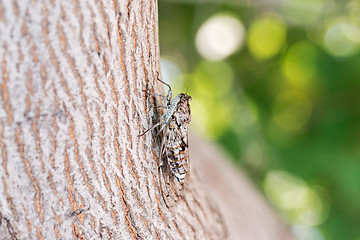 Image showing Cicada camouflaged on an olive tree