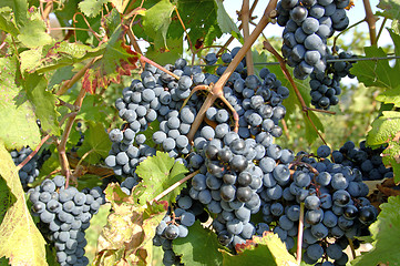 Image showing Winery-Pinot Noir Grapes 3