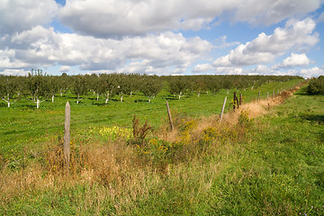 Image showing Apple Orchard