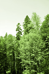 Image showing Green forest