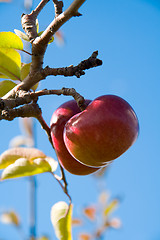 Image showing Apples on the Tree 2