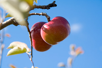 Image showing Apples on the Tree