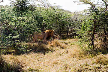 Image showing pride of lions resting in savannah at africa