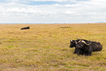 Image showing buffalo bulls grazing in savannah at africa