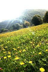 Image showing Flowers landscape