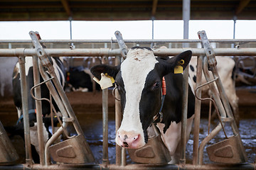 Image showing herd of cows in cowshed on dairy farm