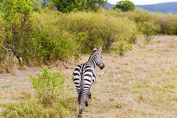 Image showing zebra grazing in savannah at africa