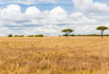 Image showing elephants in savannah at africa