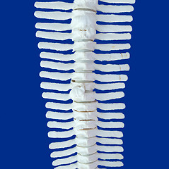 Image showing Spine of a dolphin