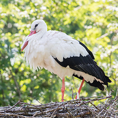 Image showing White stork sitting on a nest