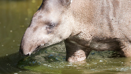 Image showing Profile portrait of south American tapir in the water