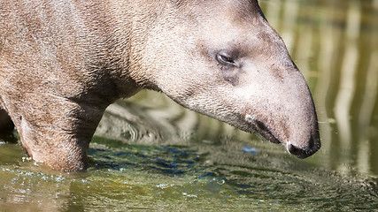 Image showing Profile portrait of south American tapir in the water