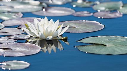 Image showing White lotus flower on mirror blue pond surface