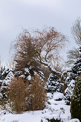 Image showing beautiful winter garden covered by snow