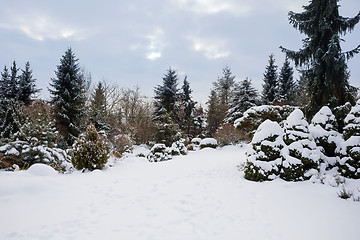 Image showing beautiful winter garden covered by snow