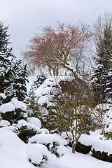 Image showing beautiful winter garden covered by snow