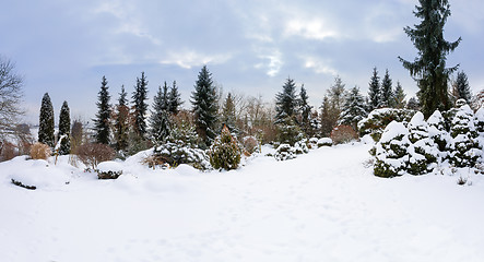 Image showing beautiful winter garden covered by snow