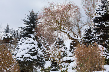 Image showing beautiful winter garden covered by snow