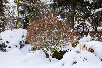 Image showing beautiful winter garden covered by snow