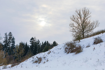 Image showing A serene winter landscape with trees covered in snow