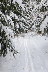 Image showing A serene winter landscape with trees covered in snow