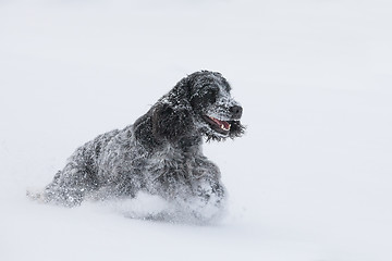 Image showing english cocker spaniel dog playing in fresh snow