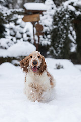 Image showing english cocker spaniel dog playing in fresh snow