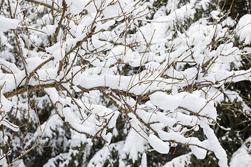 Image showing tree branch with snow