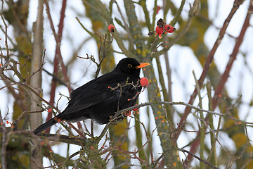 Image showing male of Common black bird in winter