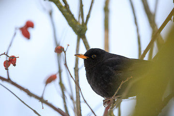 Image showing male of Common black bird in winter