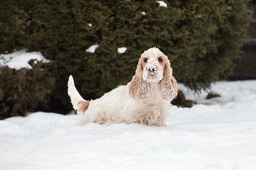 Image showing english cocker spaniel dog playing in fresh snow