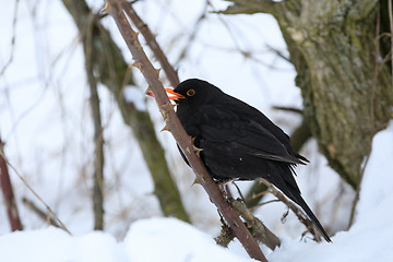 Image showing male of Common black bird in winter