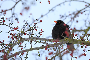 Image showing male of Common black bird in winter