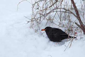 Image showing male of Common black bird in winter