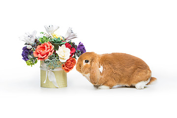 Image showing Beautiful domestic rabbit