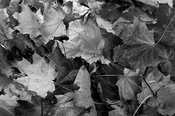 Image showing Black and white autumn dry maple leafs