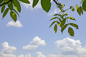 Image showing Branches of walnut with young spring leaves