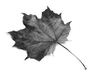 Image showing Black and white maple-leaf 